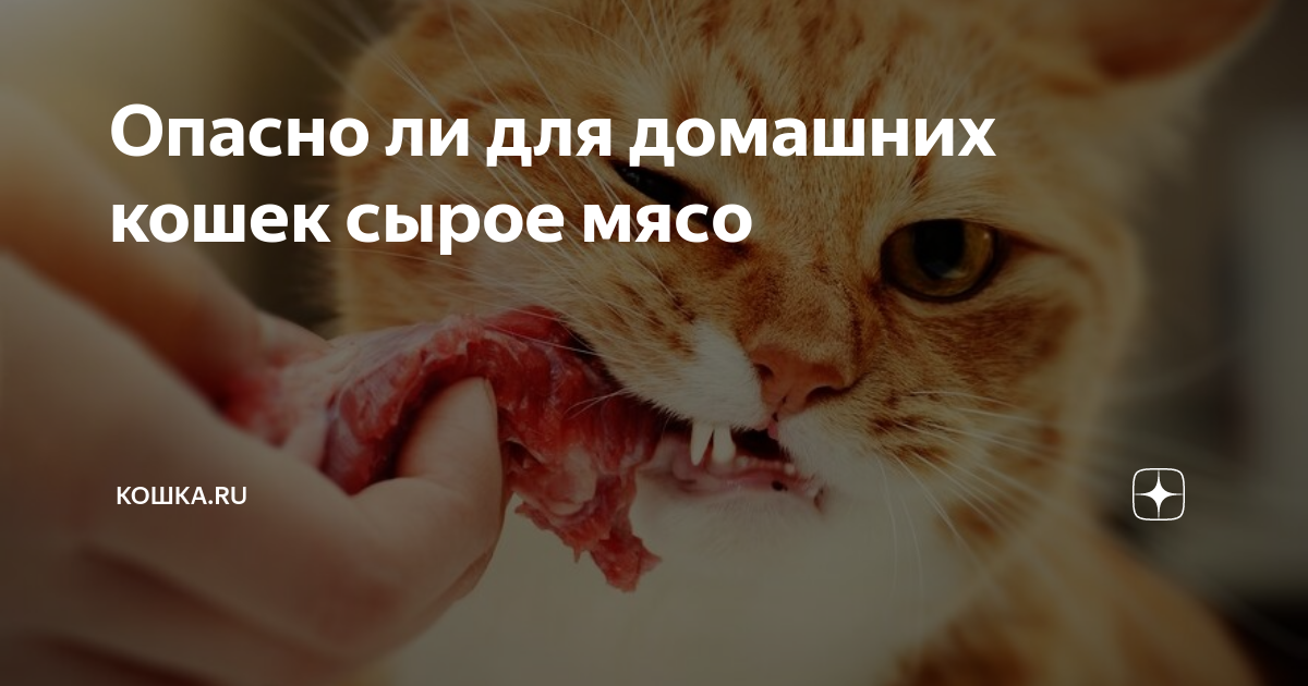 почему кошка не ест сырое мясо