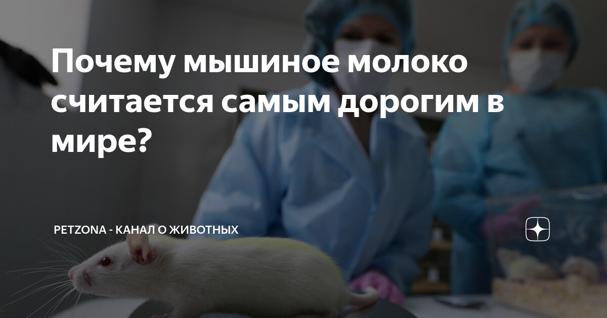 Почему мышиное молоко считается самым дорогим в мире? | PetZona - канал ...