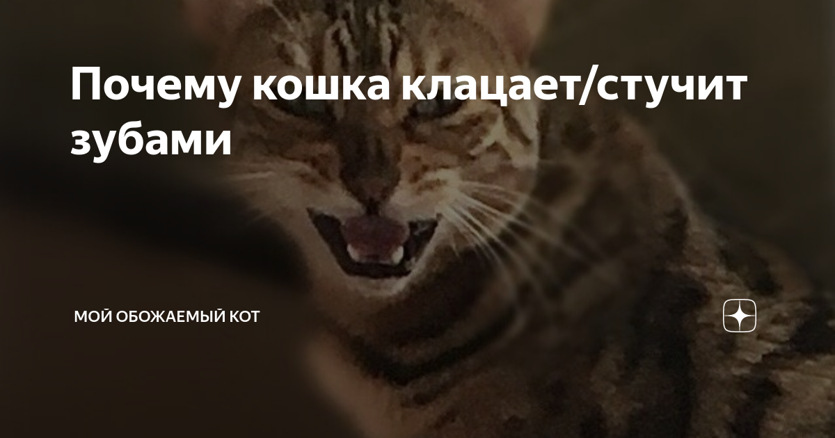 Кот открывает дверь лапой. Что значит когда кот виляет хвостом. Как понять язык котов. Положение хвоста у кошки. Кот гремит миской.