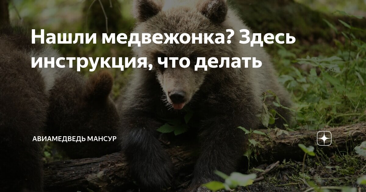 что нашли медвежата
