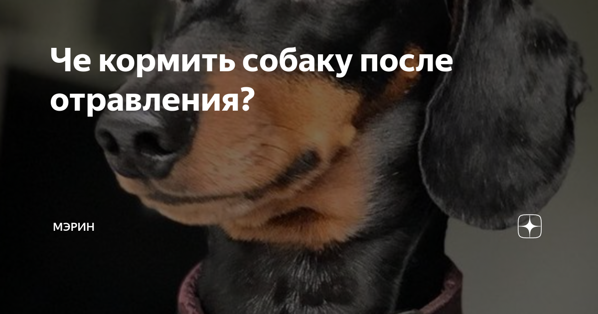Что дать собаке