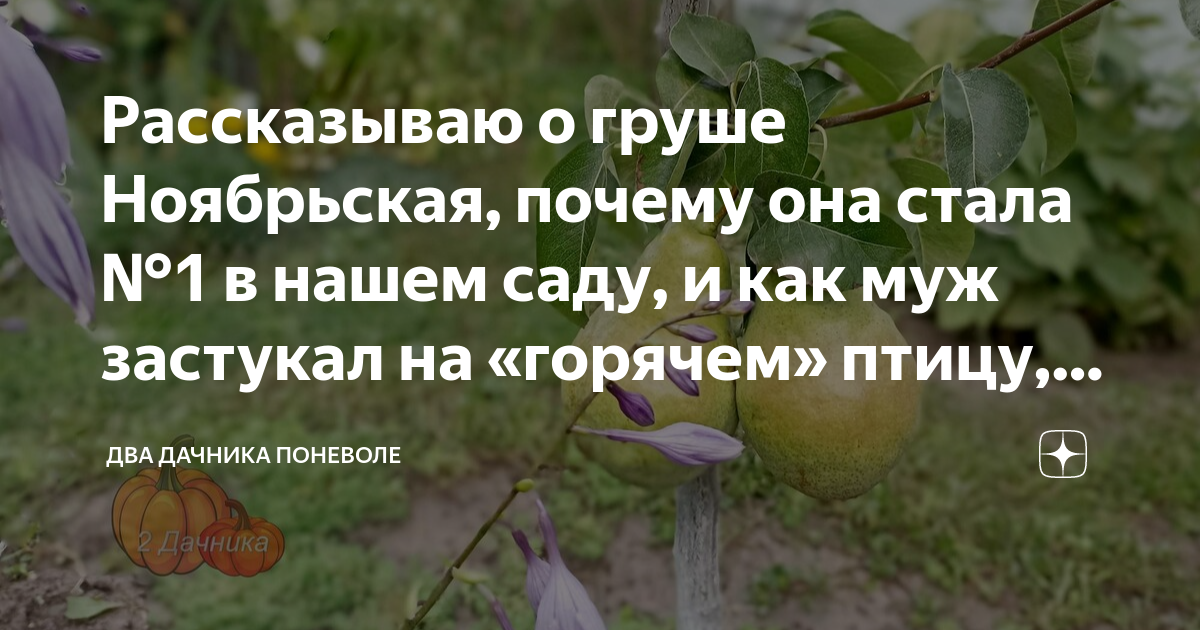 Рассказываю о груше Ноябрьская, почему она стала №1 в нашем саду, и как ...