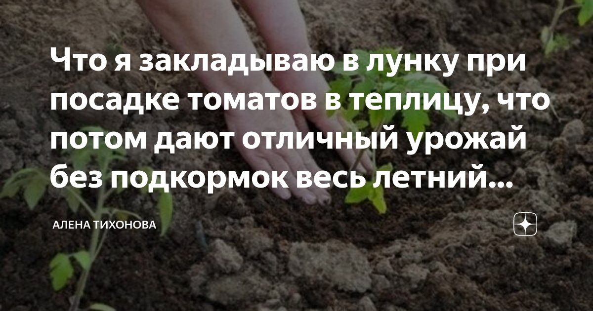 В лунку при высадке томатов. В лунку при посадке томатов. Посадка томатов в лунку. Подкормка в лунку при посадке томатов. Лунки для посадки помидор.