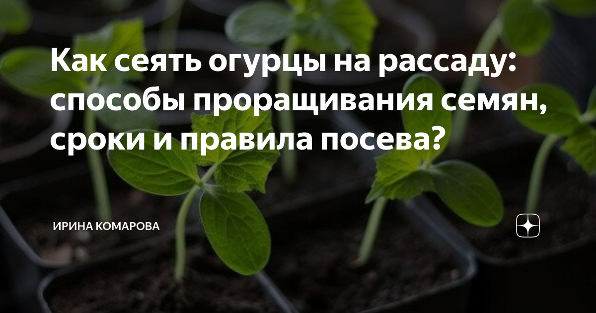 Как готовить семена огурцов к посеву на рассаду