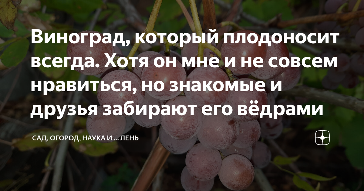 Виноград, который плодоносит всегда. Хотя он мне и не совсем нравиться ...