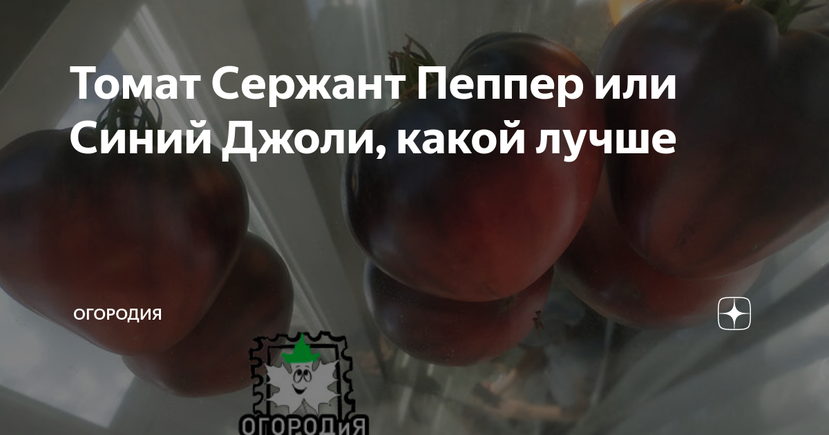Томат Сержант Пеппер или Синий Джоли, какой лучше | ОГОРОДиЯ | Дзен