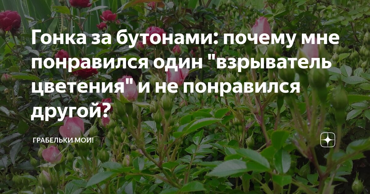 Гонка за бутонами: почему мне понравился один "взрыватель цветения" и ...