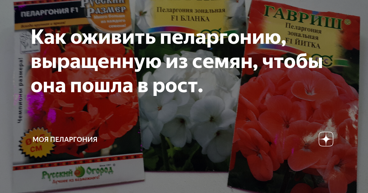 Как оживить пеларгонию, выращенную из семян, чтобы она пошла в рост ...