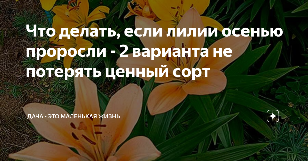 Лилии всходят. Взошли лилии что делать. Как всходят лилии. Проросшие лилии. Взошли лилии что делать.