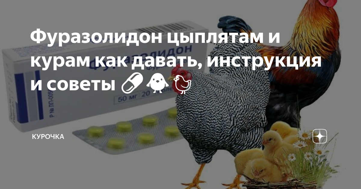 Фуразолидон инструкция птицам. Фуразолидон для цыплят. Фуразолидон для кур. Фуразолидон для птиц. Фуразолидон ветеринарный