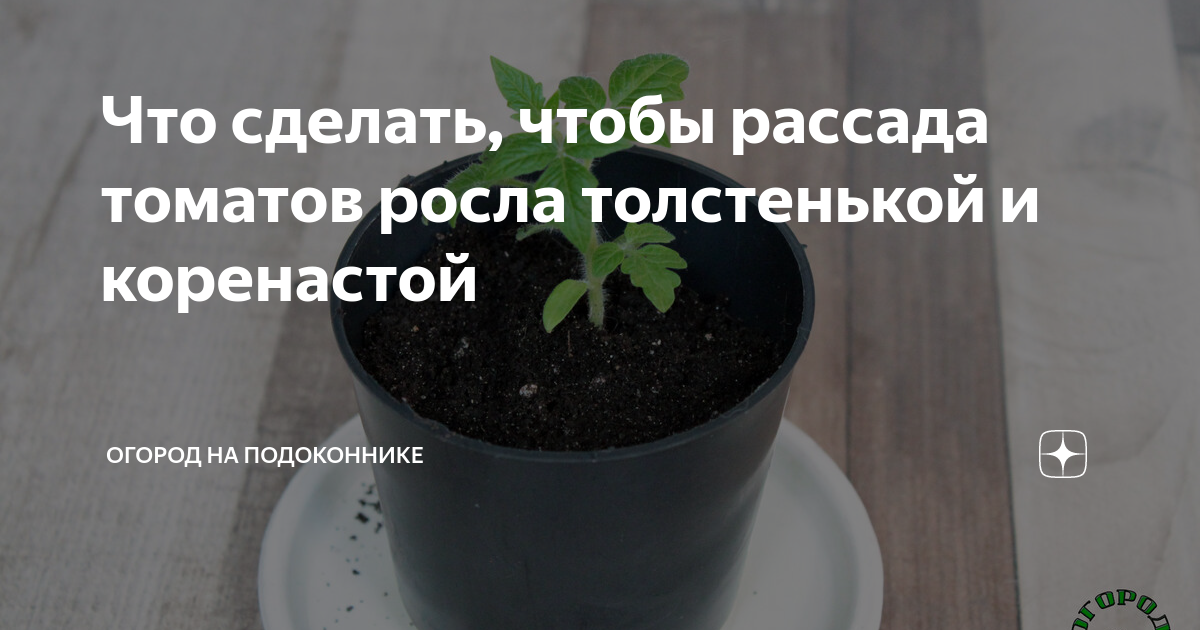 Квелая рассада томатов. Сгоревшая рассада томатов. Чтобы рассада помидоров была толстенькой. Рассада помидор бычье сердце. Подкармливание рассады томатов.