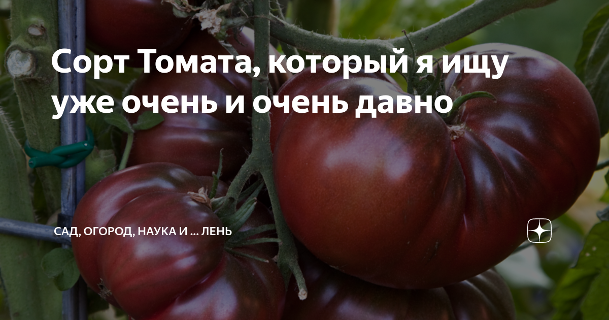 Сорт Томата, который я ищу уже очень и очень давно | Сад, огород, наука ...