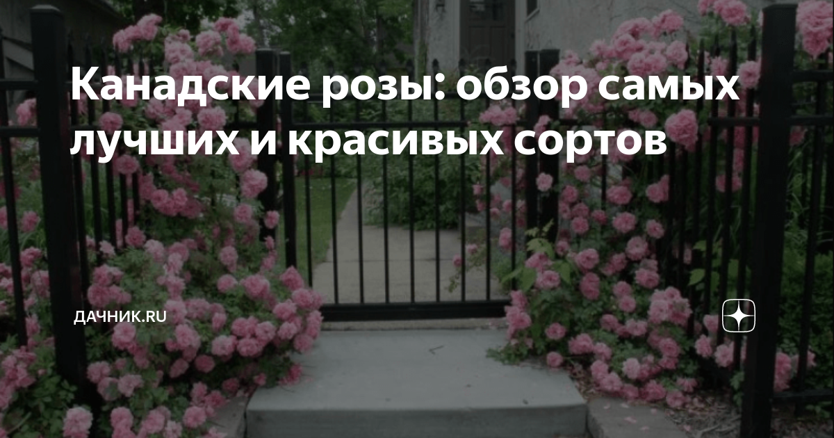Канадские розы: обзор самых лучших и красивых сортов | Дачник.RU | Дзен