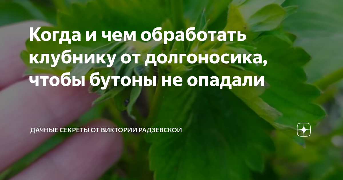 Когда и чем обработать клубнику от долгоносика, чтобы бутоны не опадали ...