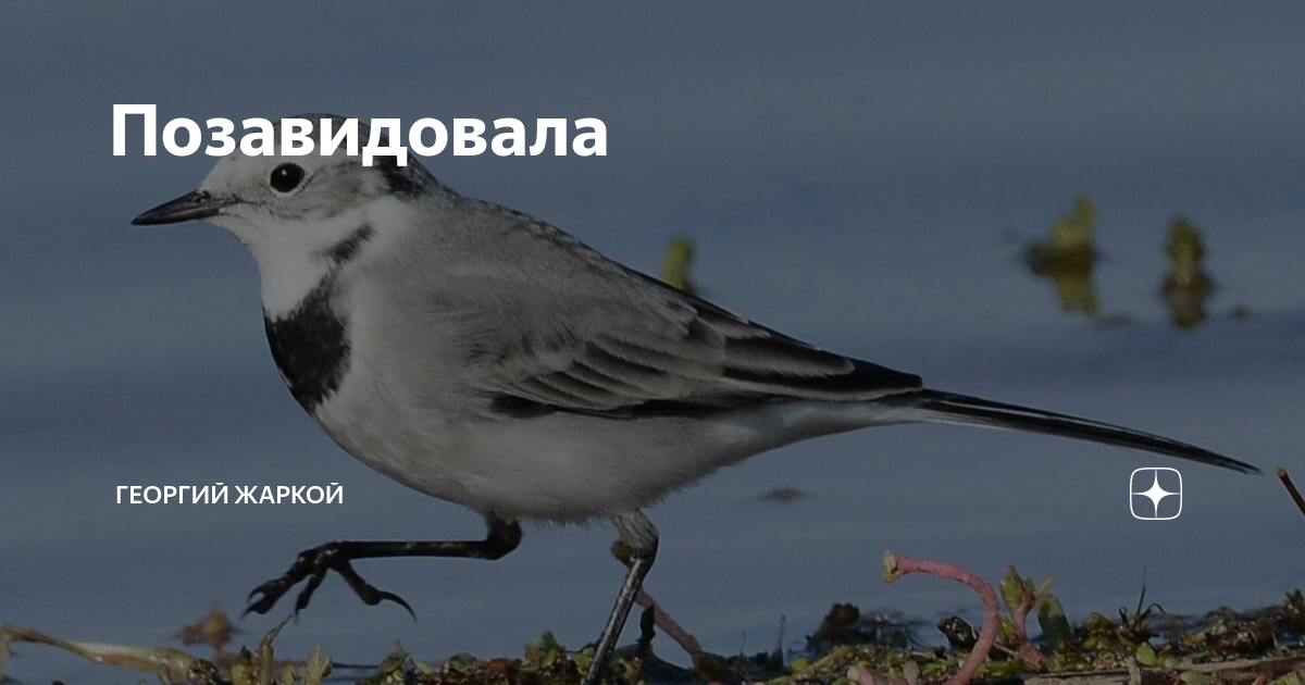 Позавидовала | Георгий Жаркой | Дзен