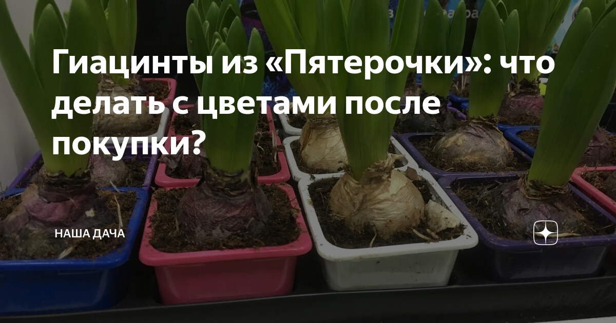 Гиацинты из «Пятерочки»: что делать с цветами после покупки? | Наша ...