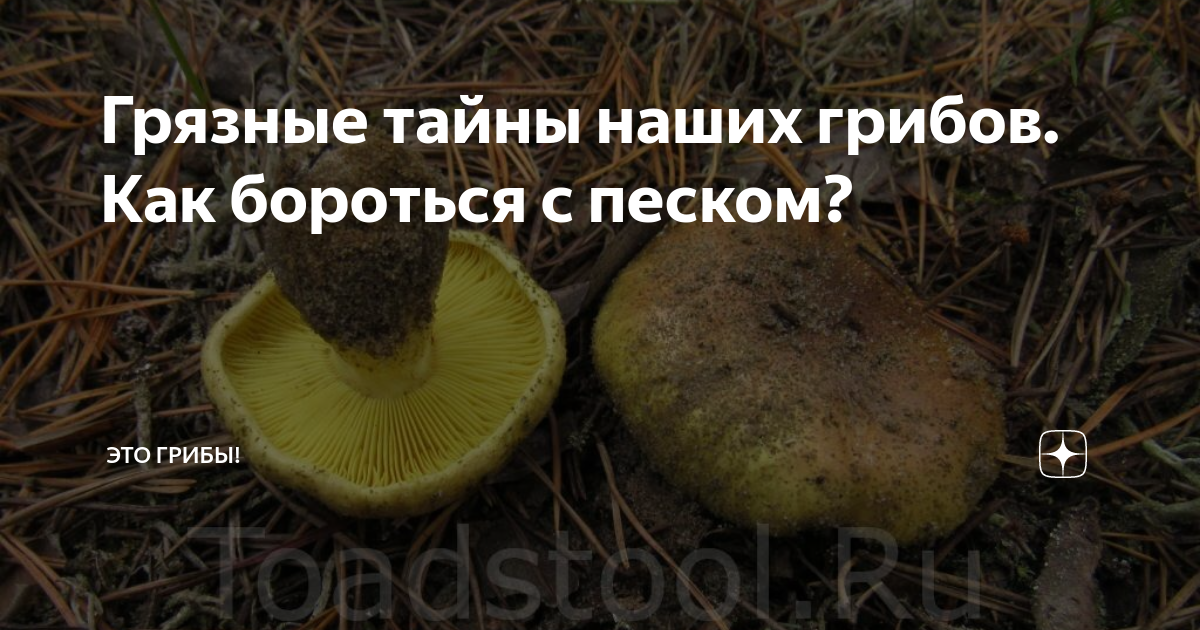 Грязные тайны наших грибов. Как бороться с песком? | Это грибы! | Дзен