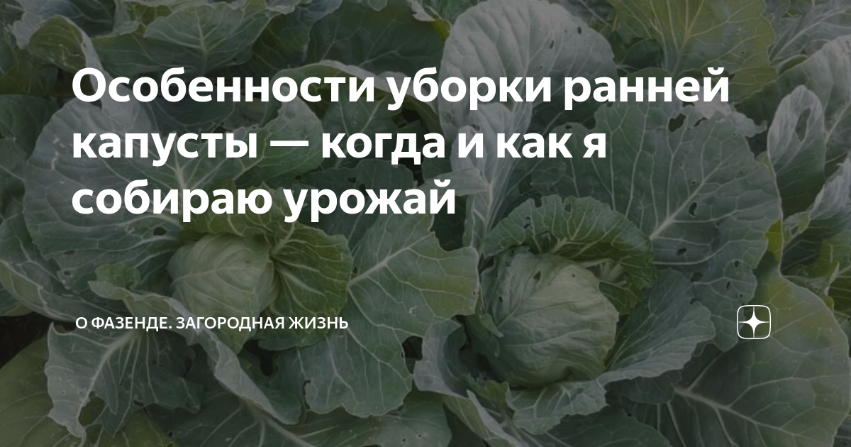 Температурные и световые условия