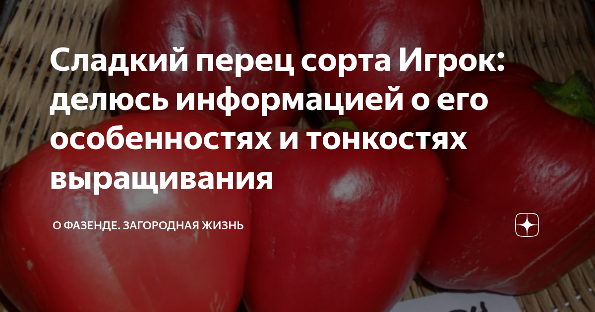Сладкий перец сорта Игрок: делюсь информацией о его особенностях и ...