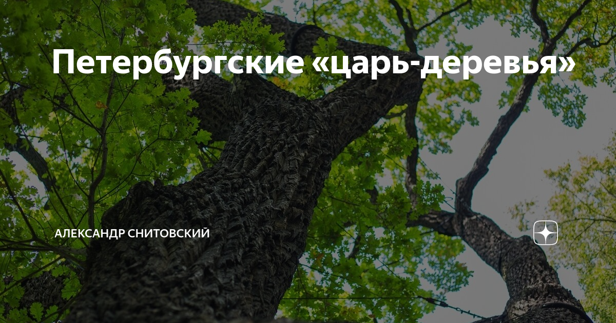Дуб скальный беловежская пуща. Король деревьев. Царское дерево лес. Дерево царей. Дерево в дилижане.
