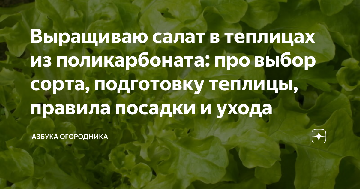 Когда сажать салат в теплицу из поликарбоната весной