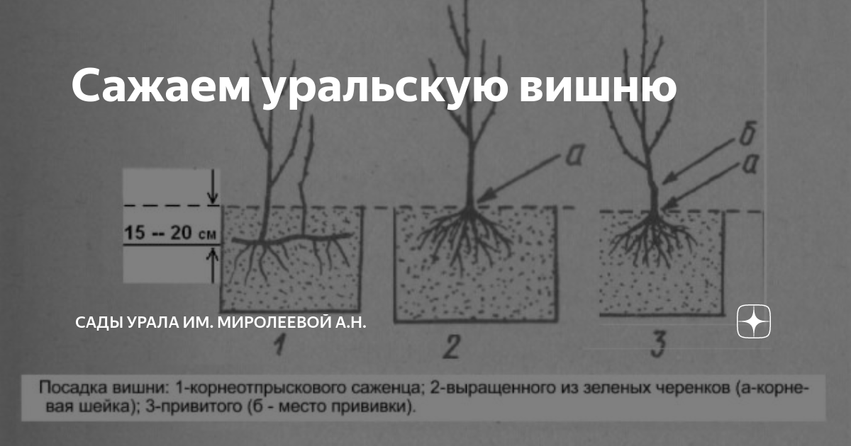 Как посадить вишню весной саженцами