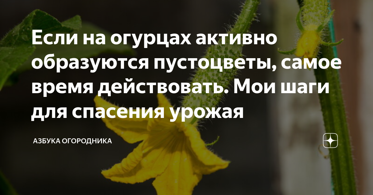 На огурцах пустоцвет что надо делать в теплице из поликарбоната