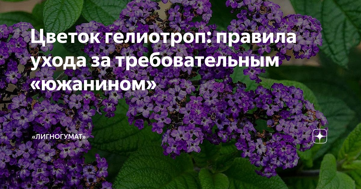 Гелиотропы цветы как выглядят Цветок гелиотроп: правила ухода за требовательным "южанином" "ЛИГНОГУМАТ" Дзен
