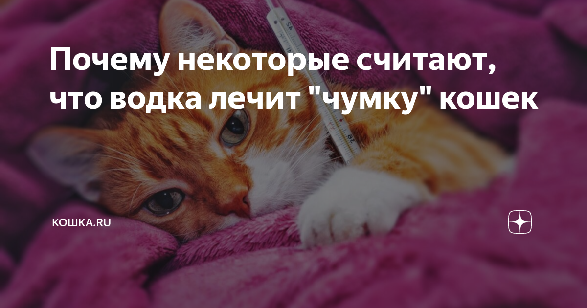 Чумка у кошек