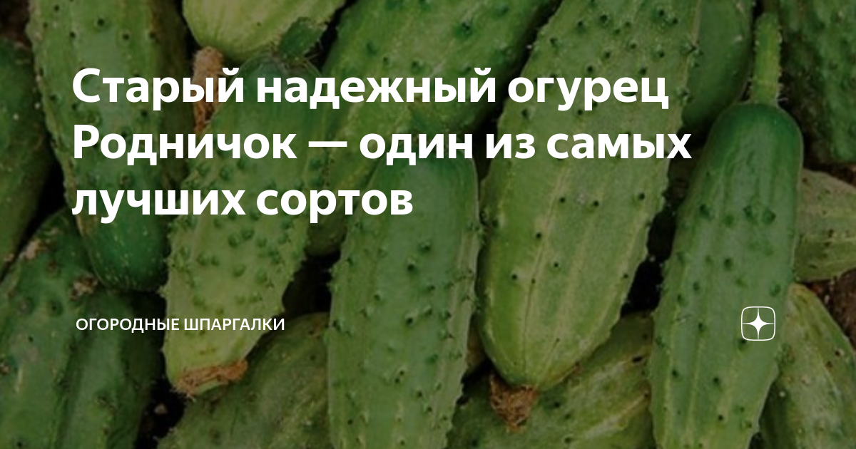 Старый надежный огурец Родничок — один из самых лучших сортов ...