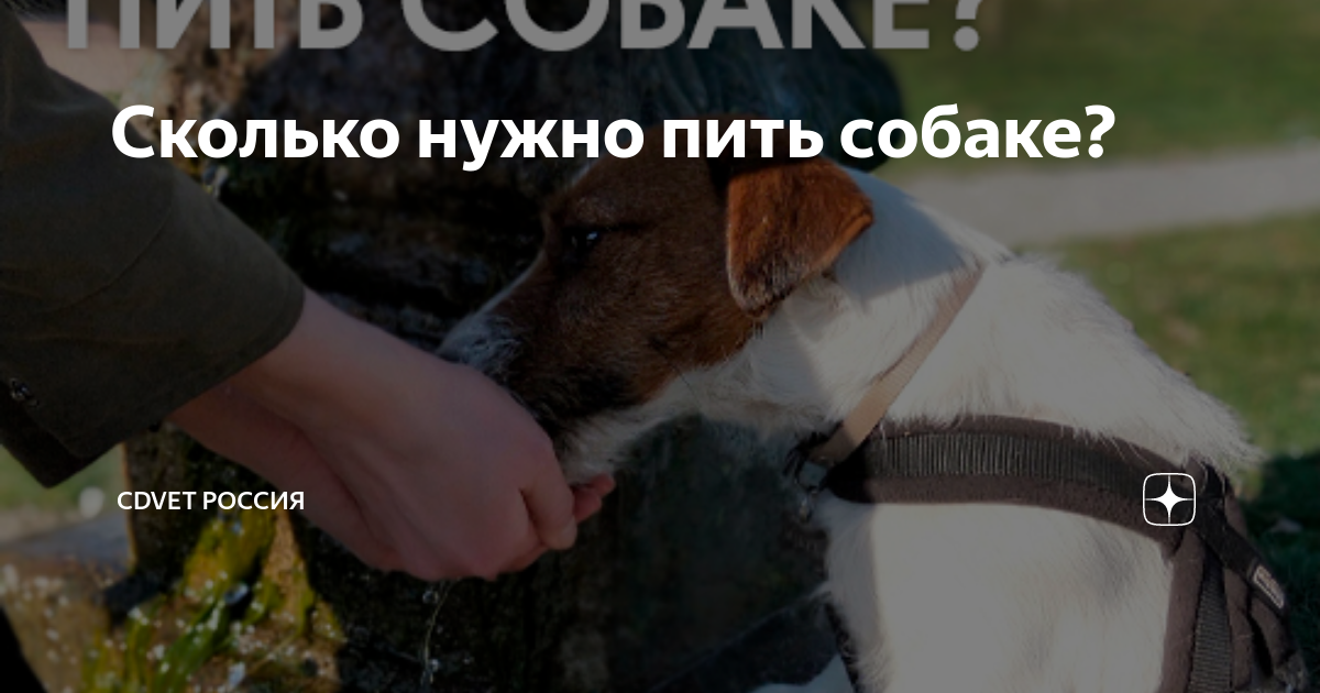 Собака пила