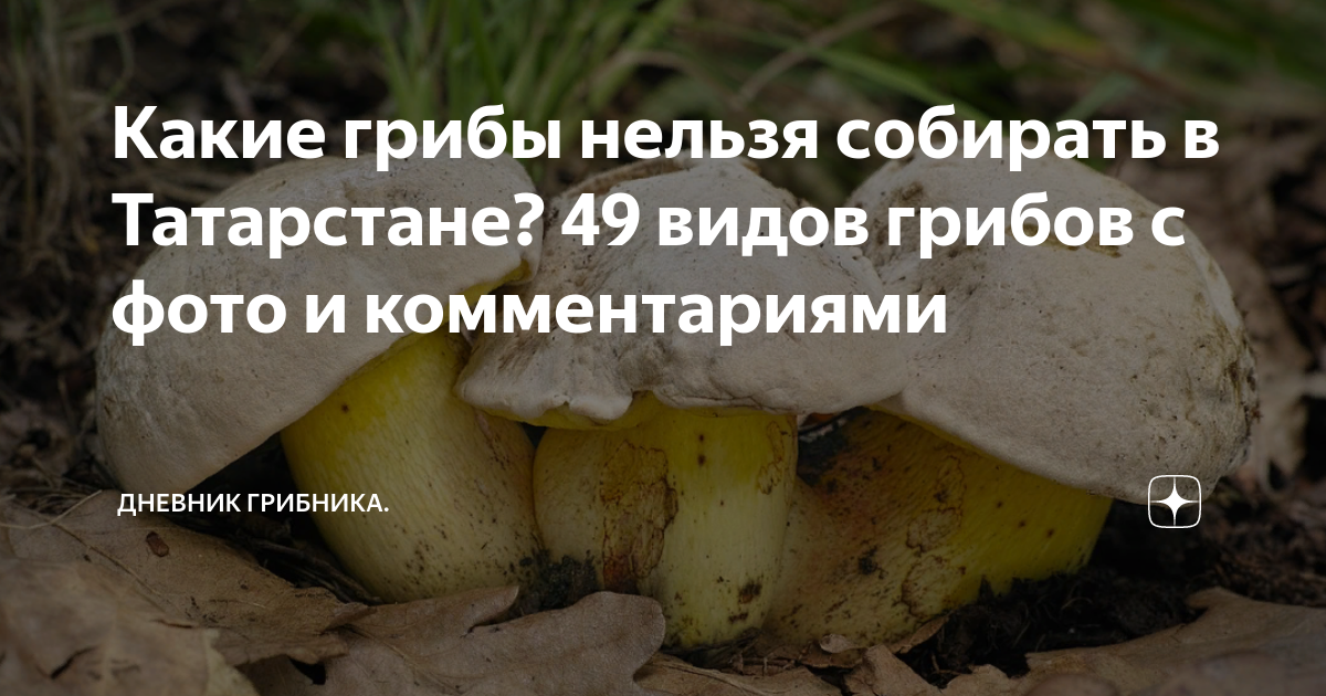 какие грибы нужно собирать в лесу