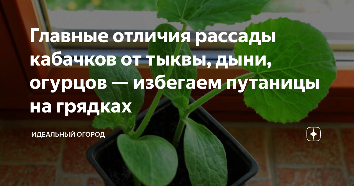 Как отличить рассаду кабачков от тыквы по листьям картинки