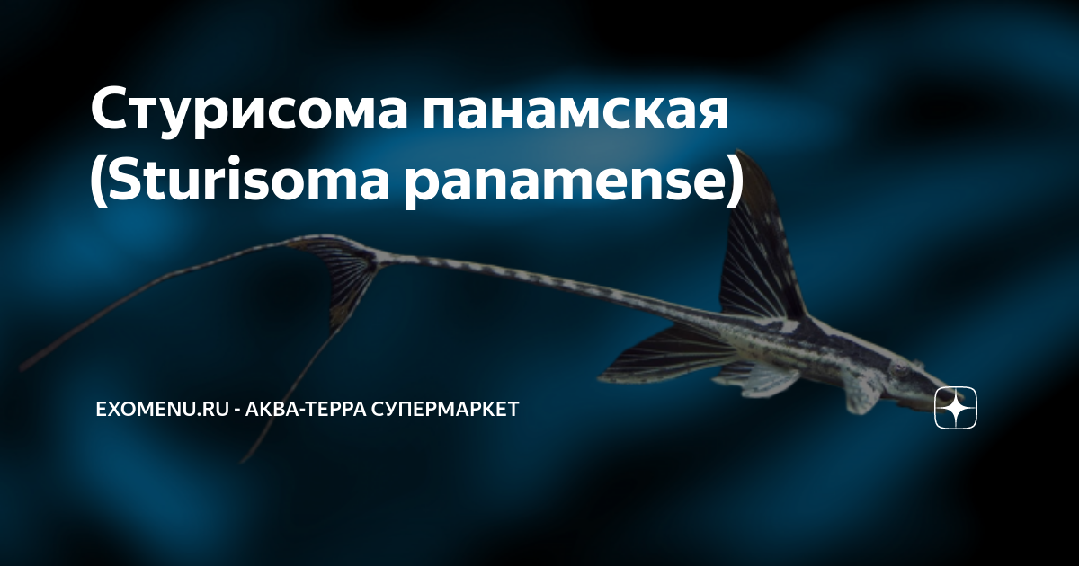 Стурисома панамская (Sturisoma panamense) | EXOMENU.RU | ЭКЗОМЕНЮ ...