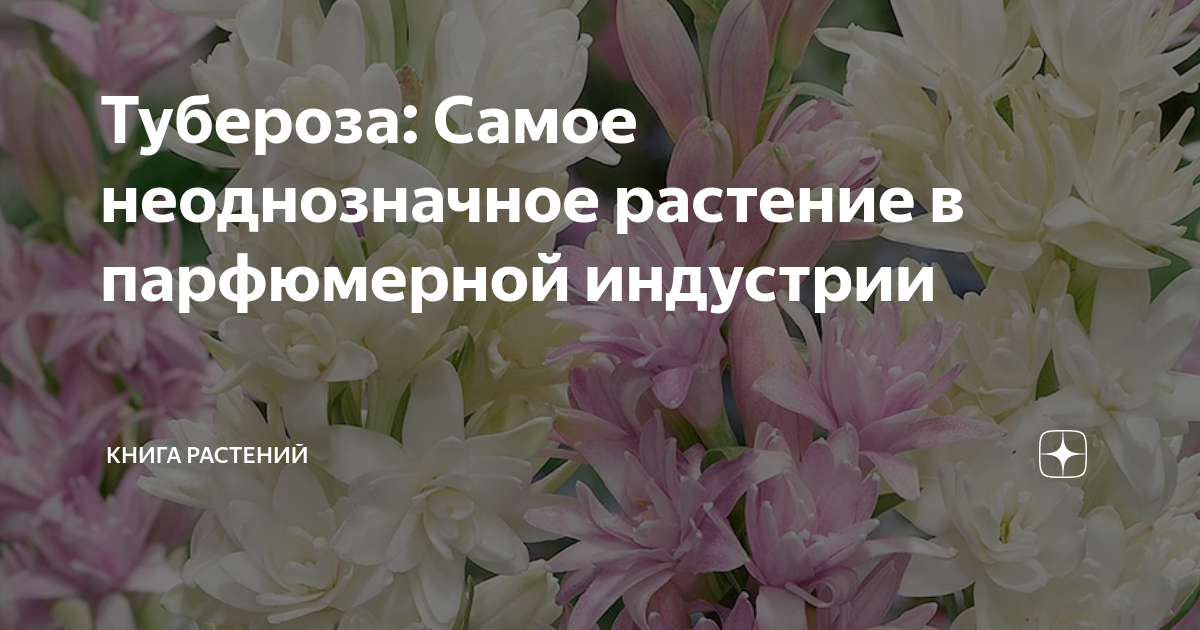 Тубероза: Самое неоднозначное растение в парфюмерной индустрии | Книга ...