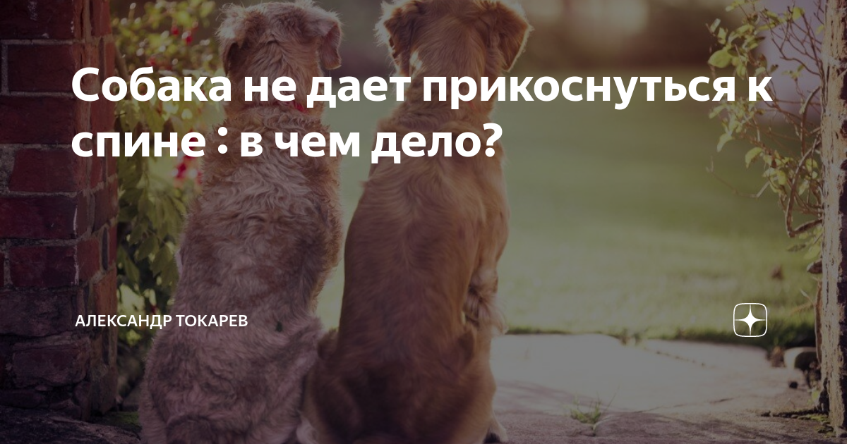 Не дает прикоснуться. Не дает прикоснуться