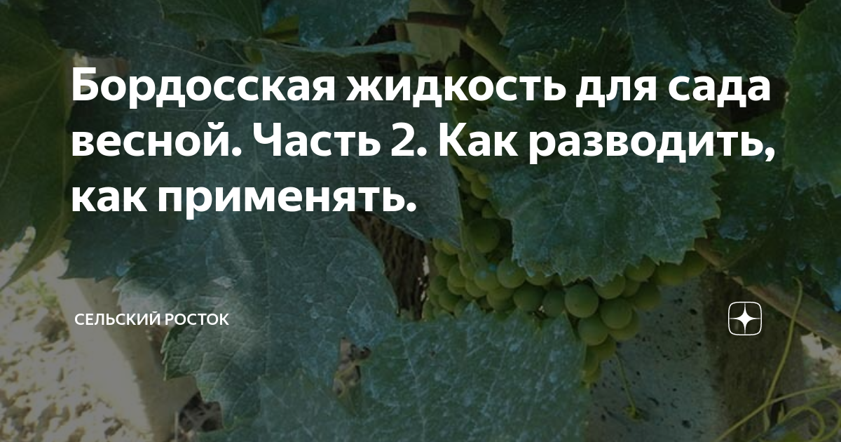 Бордосская жидкость для сада весной. Часть 2. Как разводить, как ...