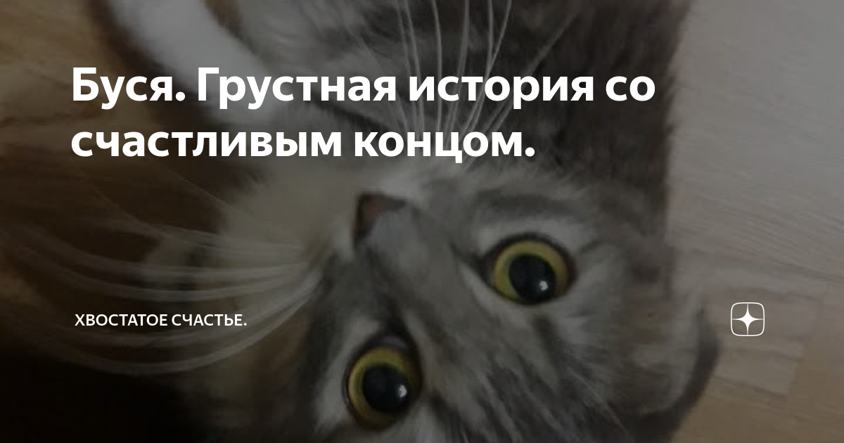 Про бусю и баню дзен хвостатое счастье. С точки зрения кошки. Истории с счастливым концом дзен. Как выглядит зрение кошки.