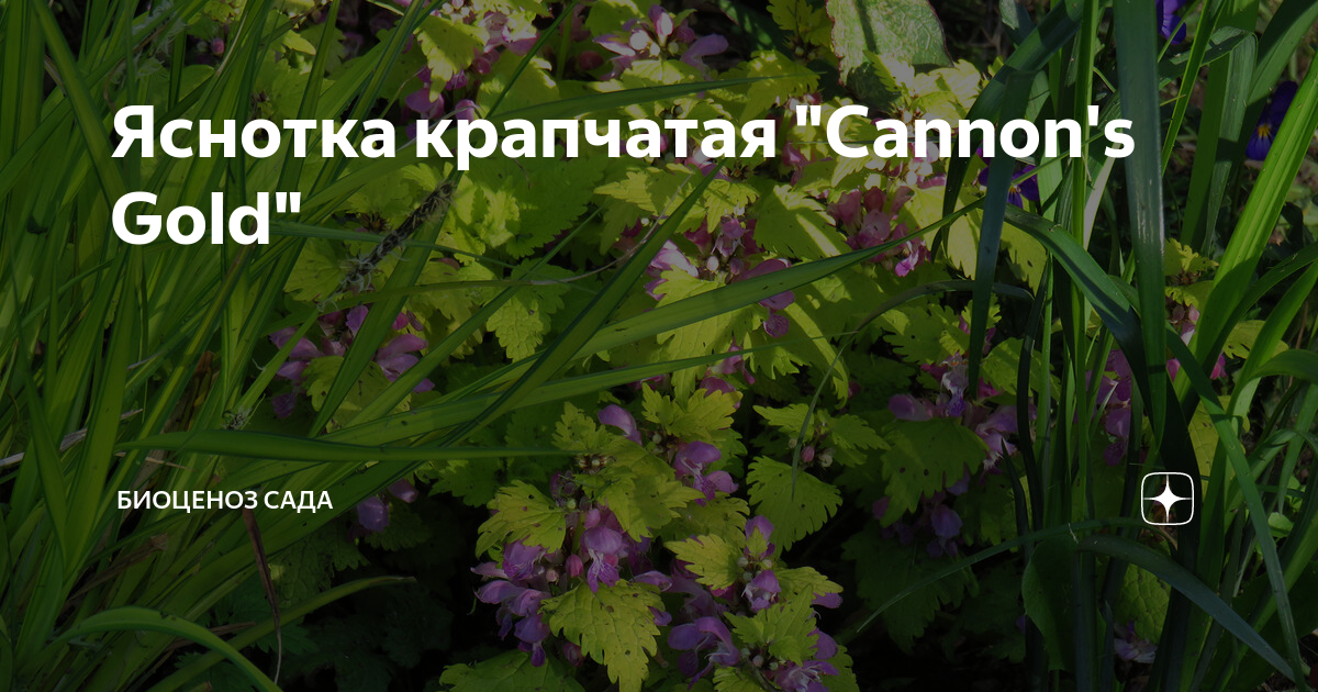 Яснотка крапчатая "Cannon's Gold" | Биоценоз Сада | Дзен