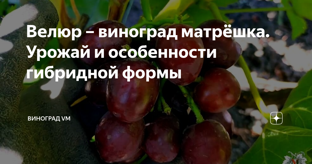 Велюр – виноград матрёшка. Урожай и особенности гибридной формы ...