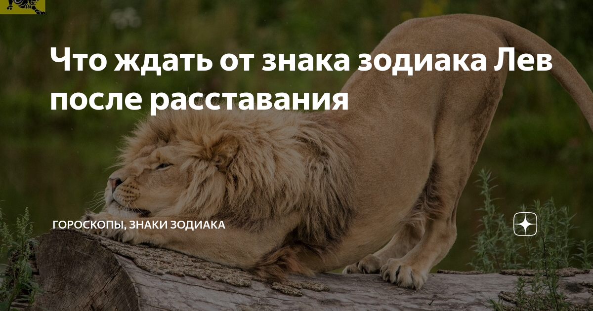 10 Вариантов, как быстро наладить отношения с Мужчиной–Львом после расставания