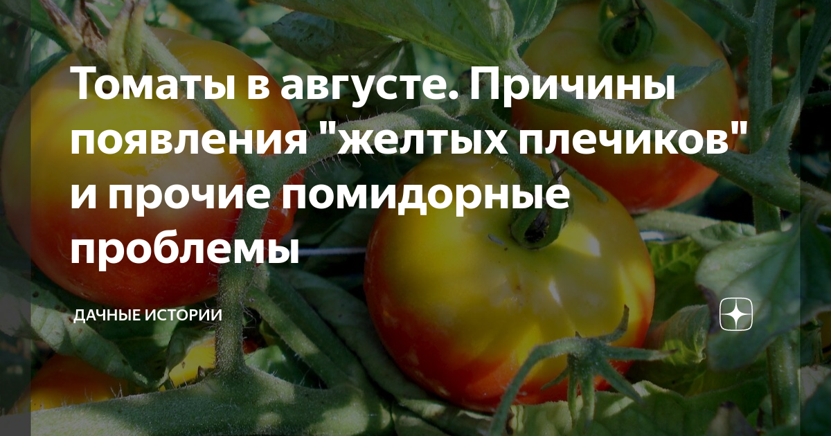 От желтых плечиков на томатах. От желтых плечиков на томатах. Желтые плечики у томатов. Семена помидор. Помидоры дино желтые.