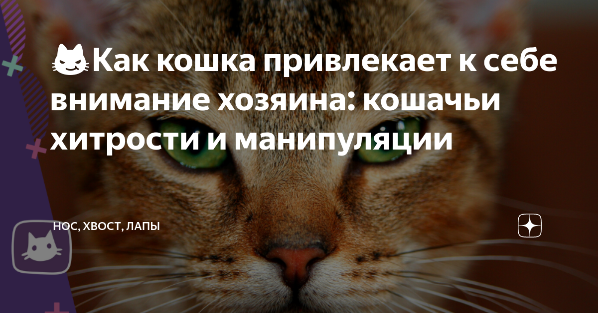 Кошка в паутине. Кошка привлекает внимание к себе. Как заинтересовать котенка. Как привлечь кошку к себе.