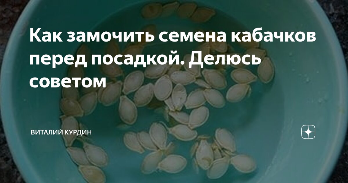 Замачивают ли обработанные семена. Как замочить семена кабачков. Замачивание семян кабачков. В чем замачивать семена. Средство для замачивания семян.