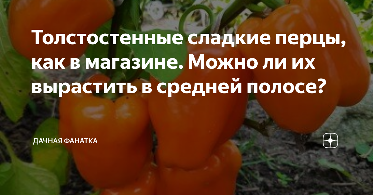Толстостенные сладкие перцы, как в магазине. Можно ли их вырастить в ...