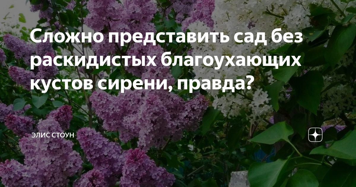 Сколько сколько кустов. Дерево похожее на сирень но не сирень фиолетовое грузия. Куст сирени. Куст белой сирени сиреневый сад. Апельсин не и сирень.