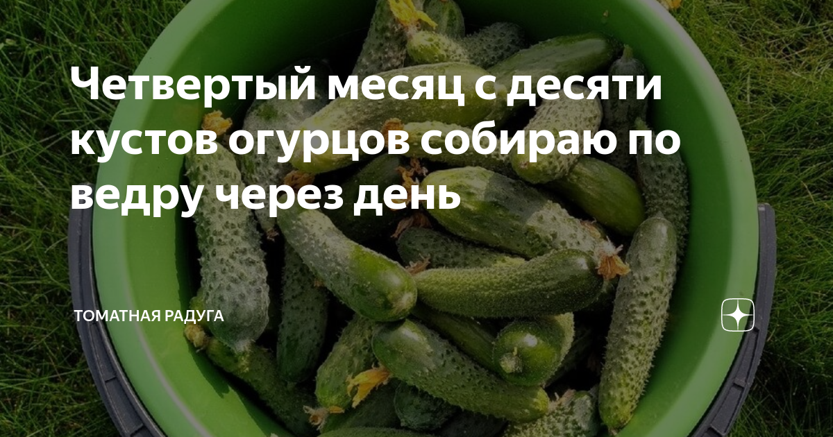 Сонник собирать огурцы. Огурец 4 месяца. Как собирают огурцы. Собрать огурцы из кустов