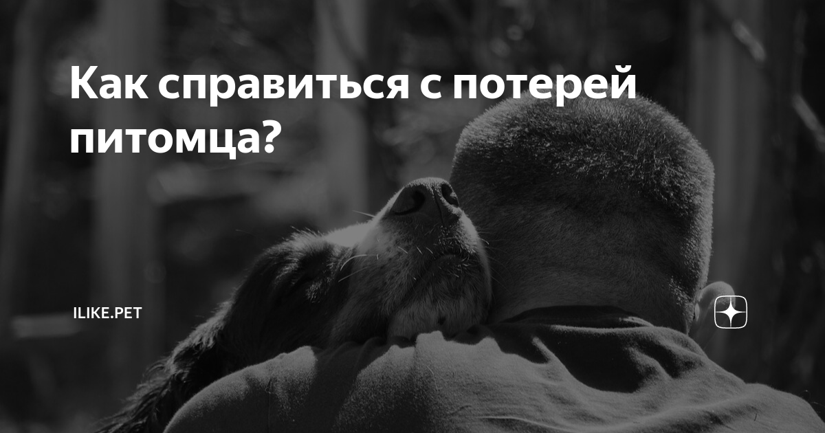 Как справиться с потерей питомца? | ZOO CHANNEL | Дзен