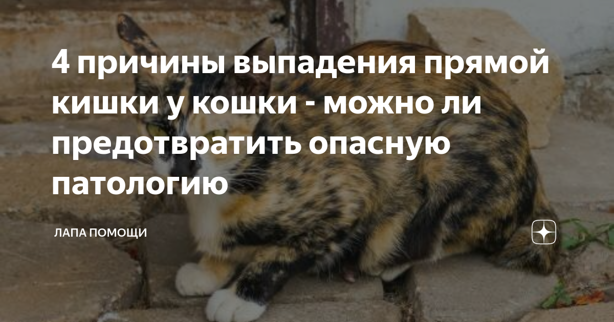 Фото выпадение прямой кишки Узел