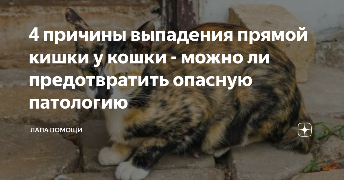 4 причины выпадения прямой кишки у кошки - можно ли предотвратить опасную патологию